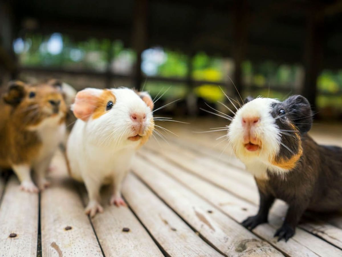 Most friendly shop hamster breed