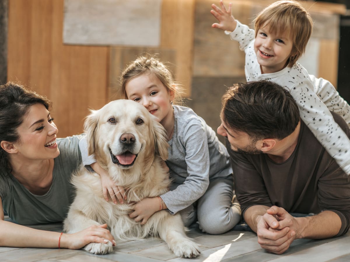 25 Best Family Dogs for Kids Family Dog Breeds Parade Pets