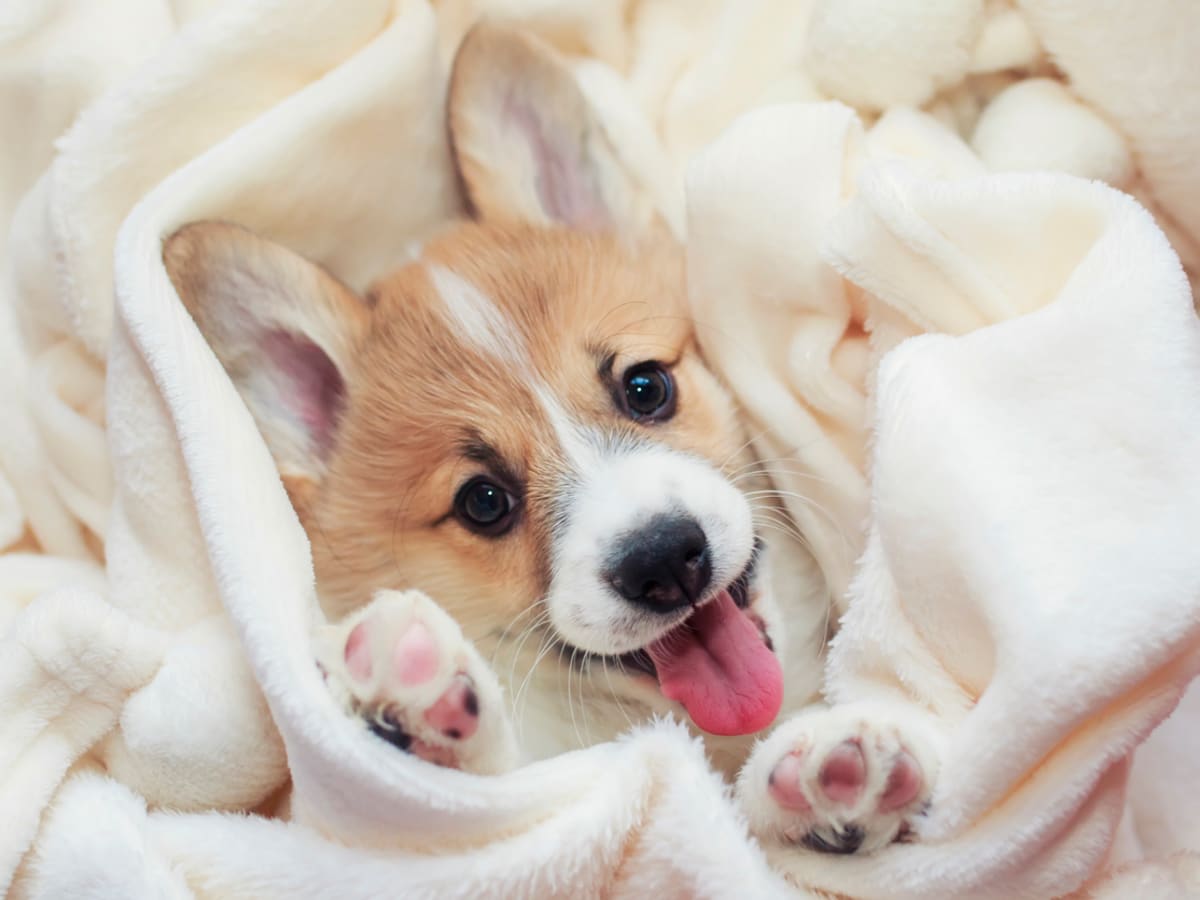 26 Calm Dog Breeds That Like to Chill Small Big Parade Pets