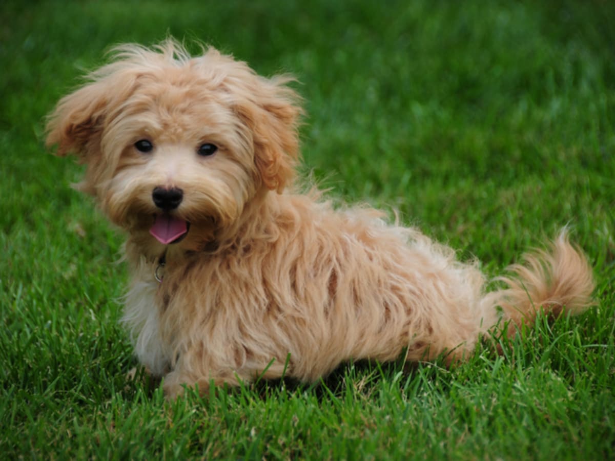 Longest top living bichon