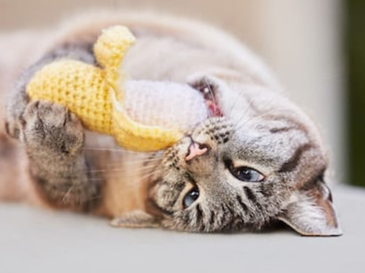 Cats on catnip top