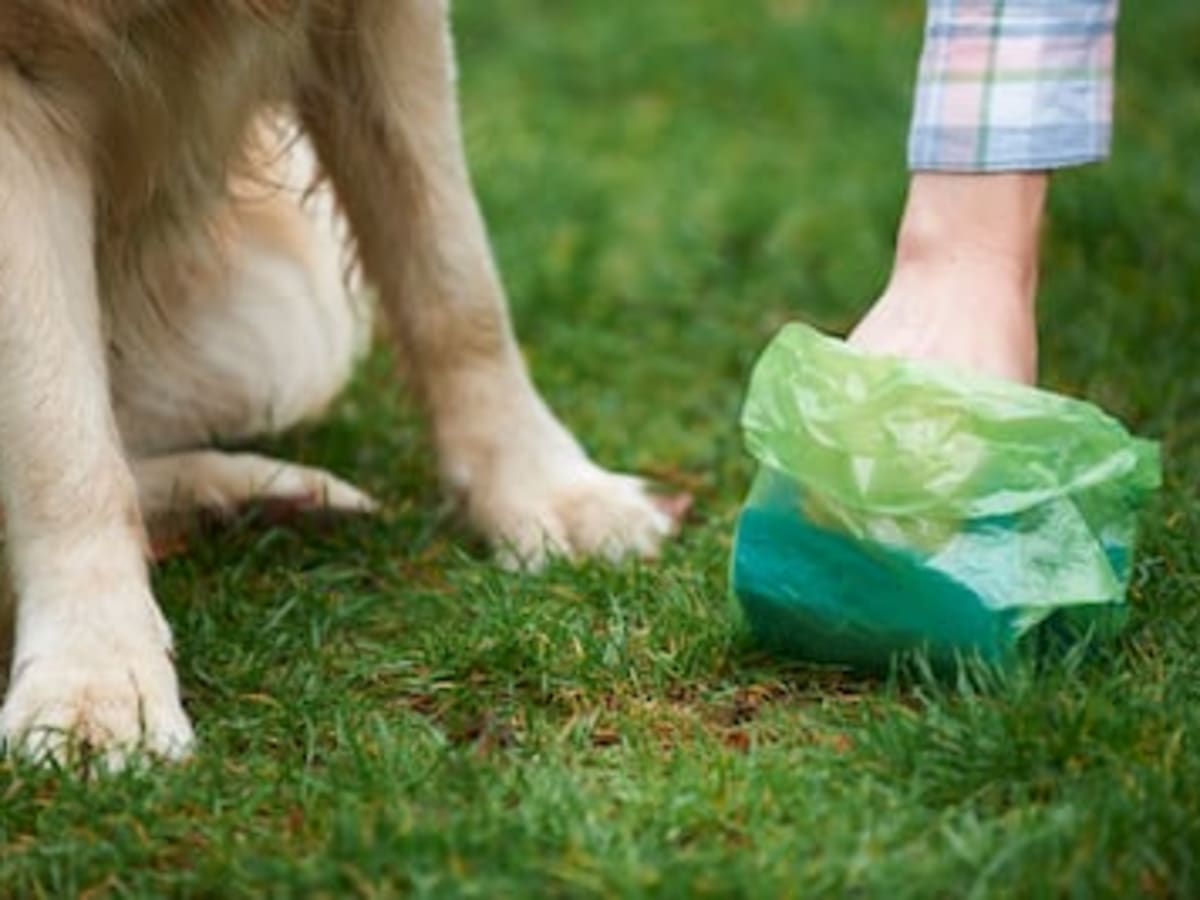 Do bananas stop dogs from top eating poop