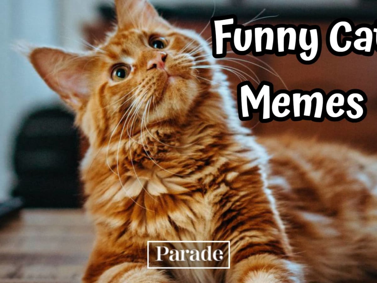 101 Funny Cat Memes To Make You Laugh in 2024 Parade Pets