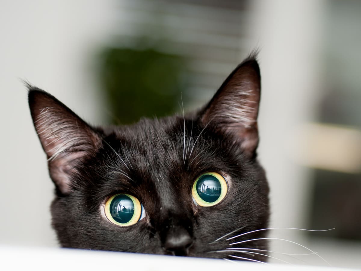 150 Best Black Cat Names Female and Male Parade Pets