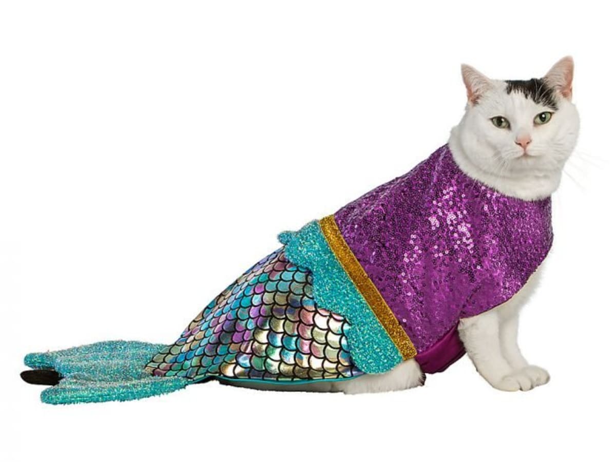 Cats wearing costumes new arrivals
