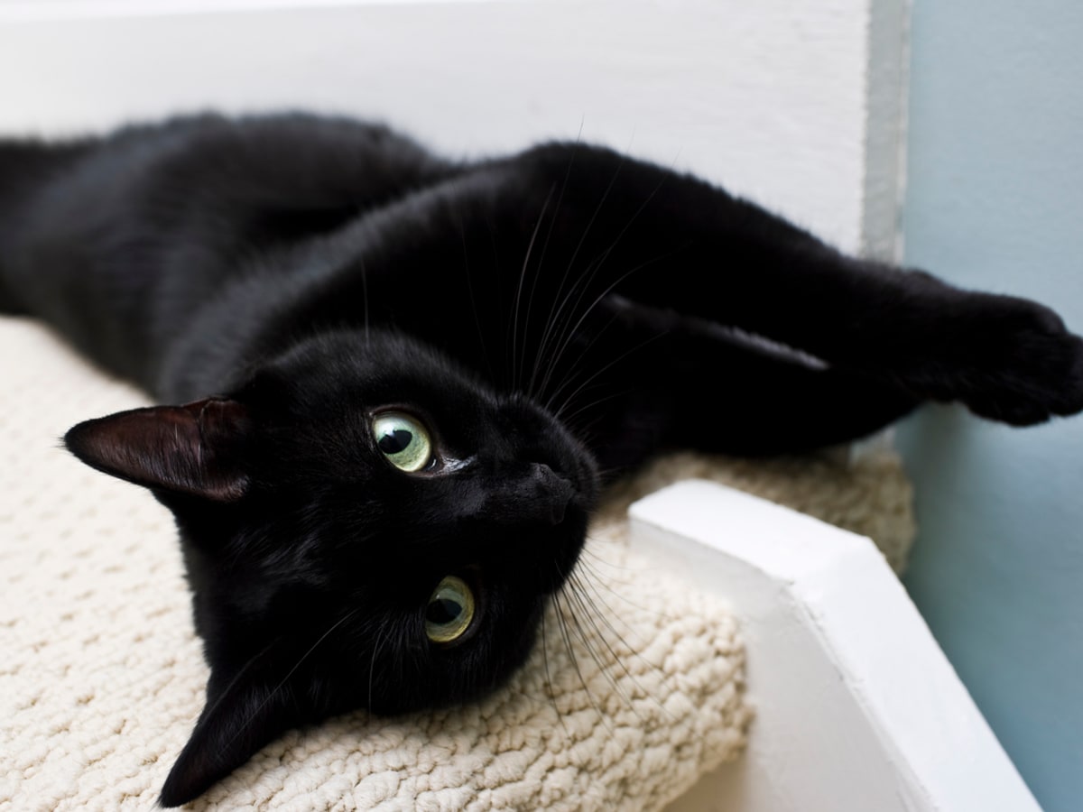 Brindle store cat breeds