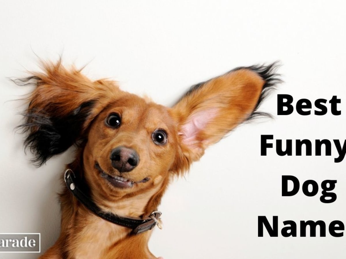 Hilarious guide to dog breeds hotsell