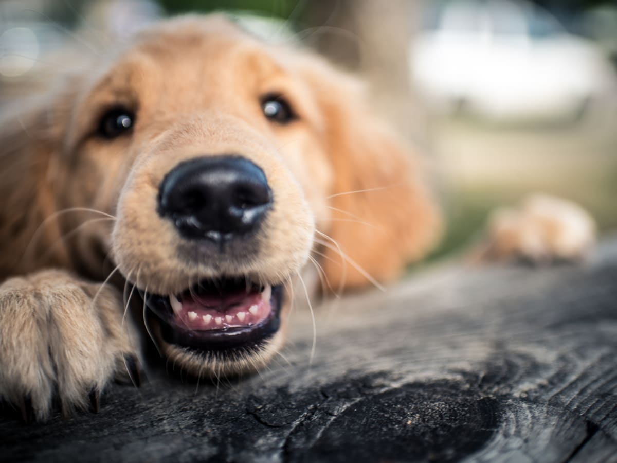 Unique female puppy names deals
