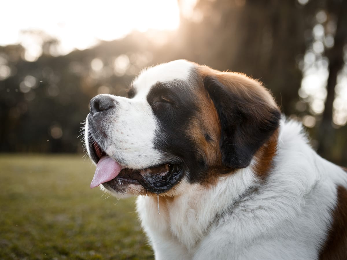 Guard dog store names