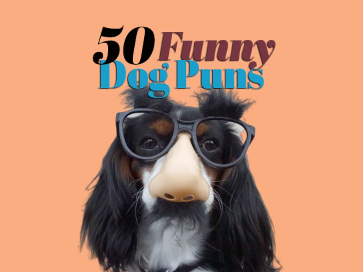 Cute funny and deals smart dogs