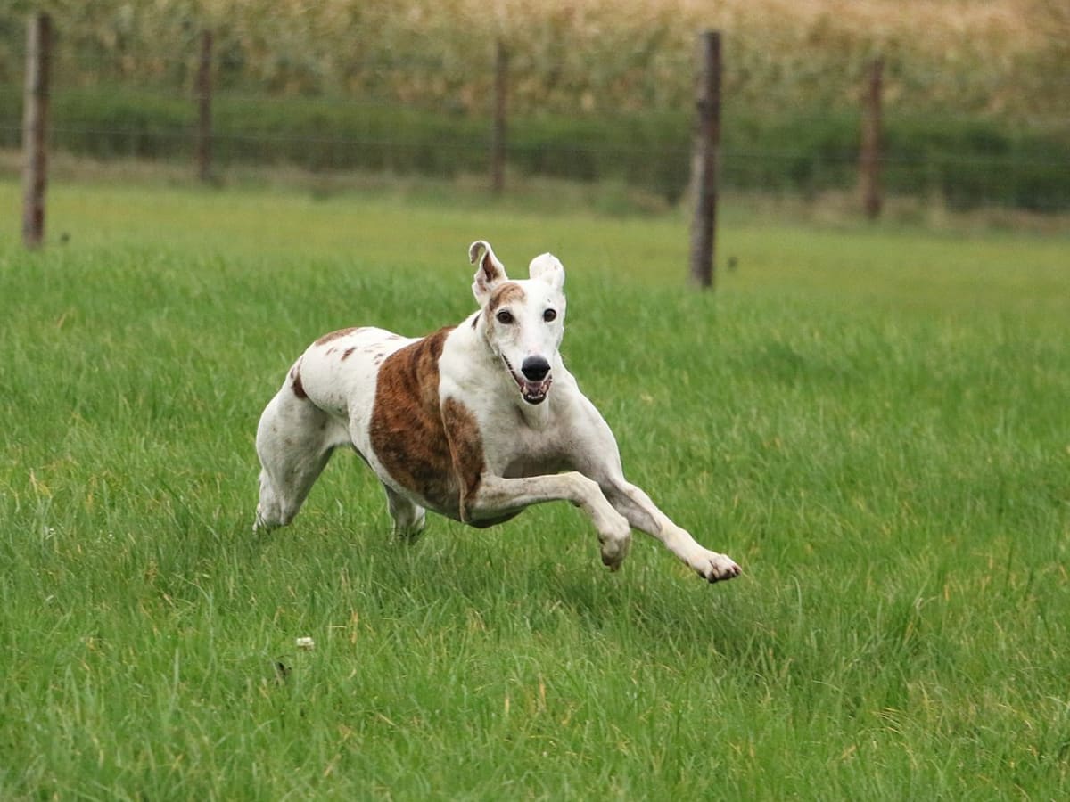 Fastest dog breeds list shop