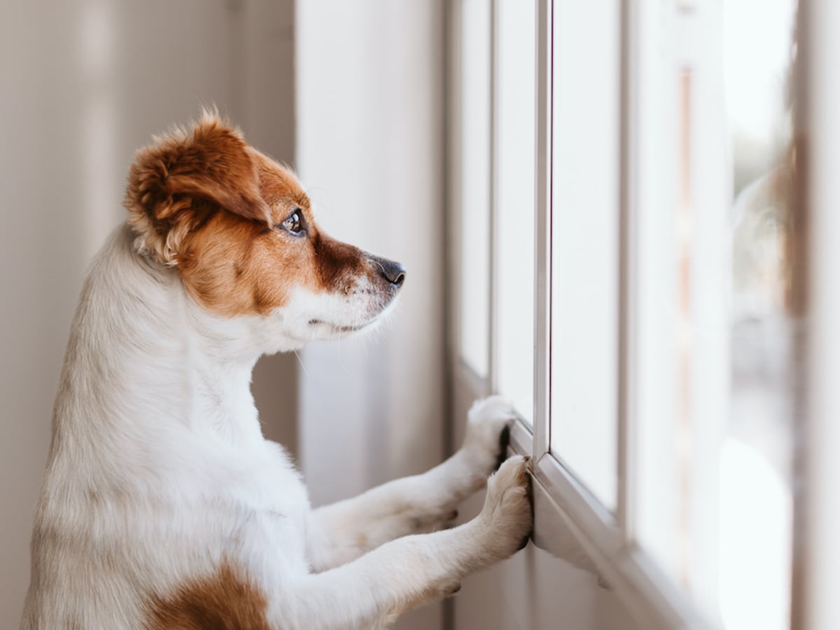 Quiet guard dog breeds shop