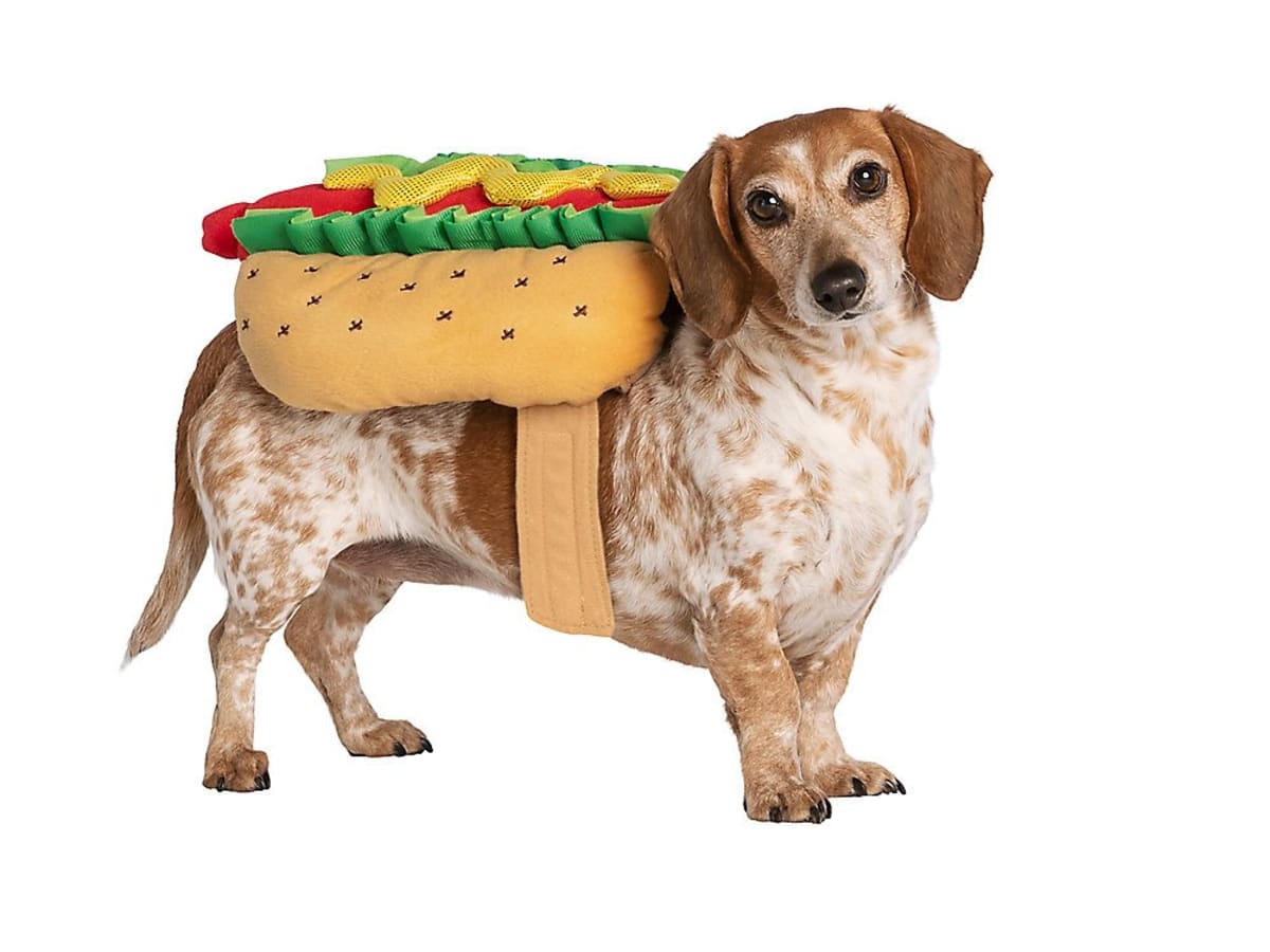 40 Best Dog Halloween Costumes 2021 Cute Dog Costumes for