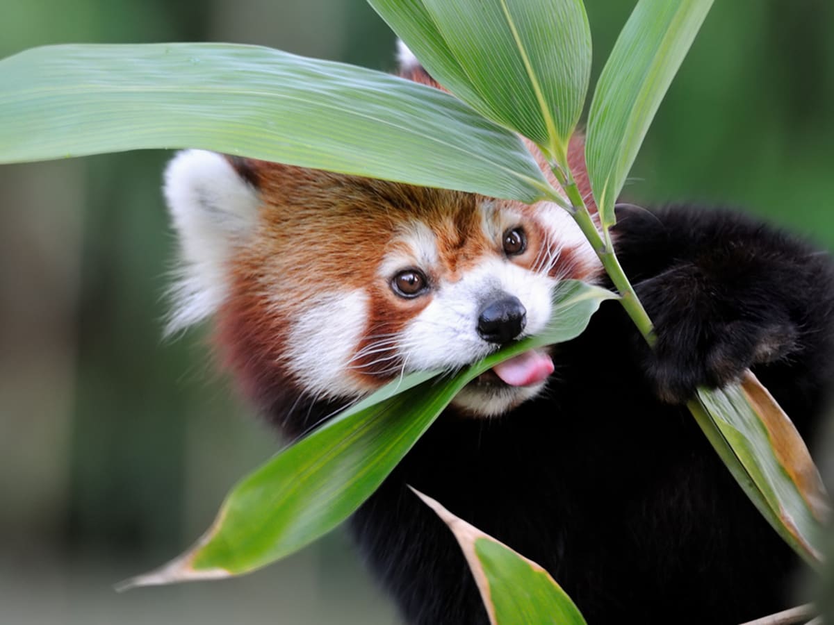 Photos: 16 Cute Red Pandas for International Red Panda Day - Parade Pets
