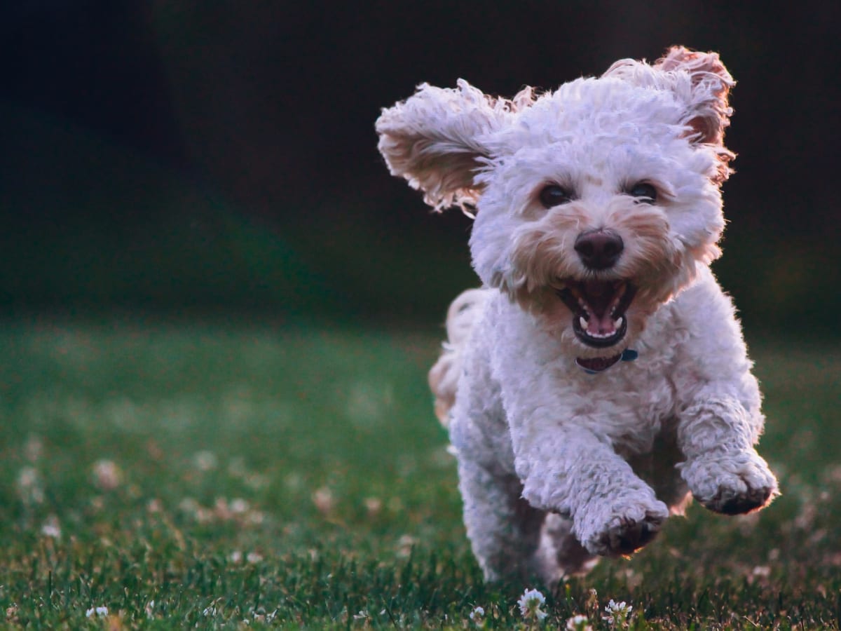Non shedding hotsell allergy free dogs