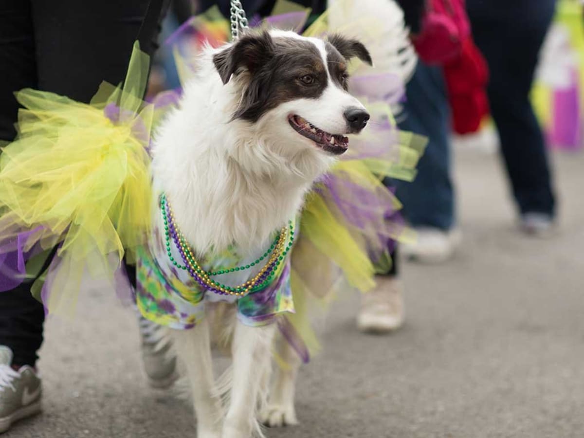 Mardi cause dog spa discount