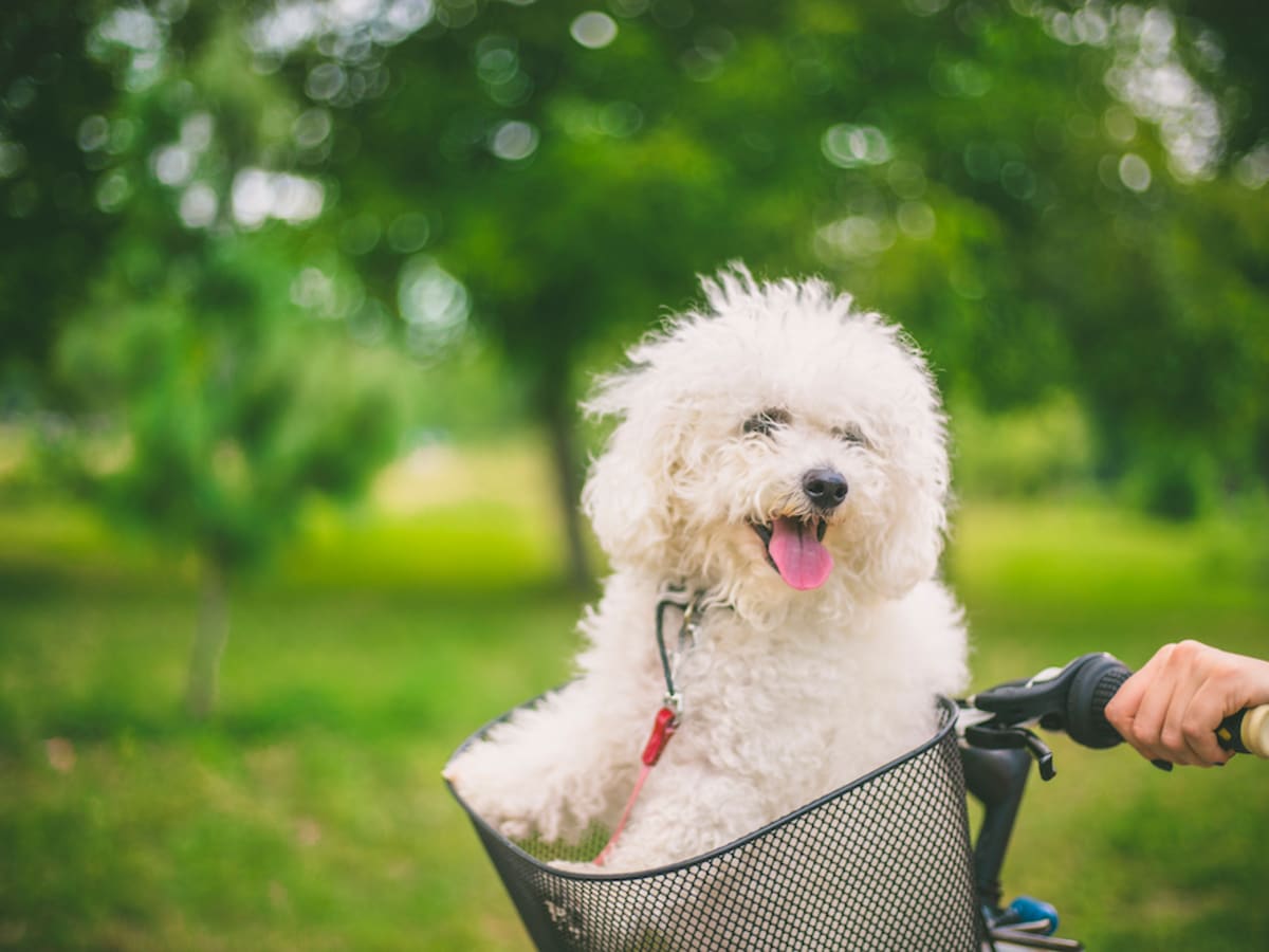 White furry cheap dog breed