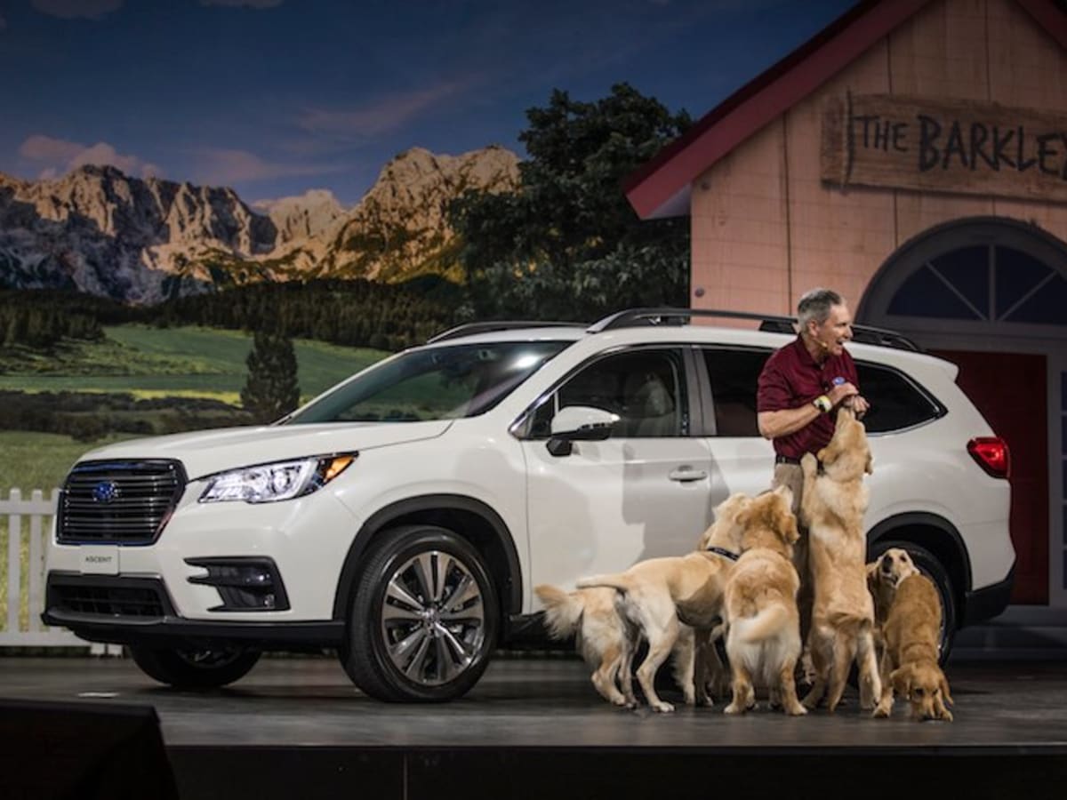Subaru ascent store dog accessories
