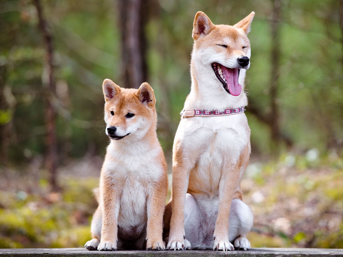 Shiba sales inu dingo