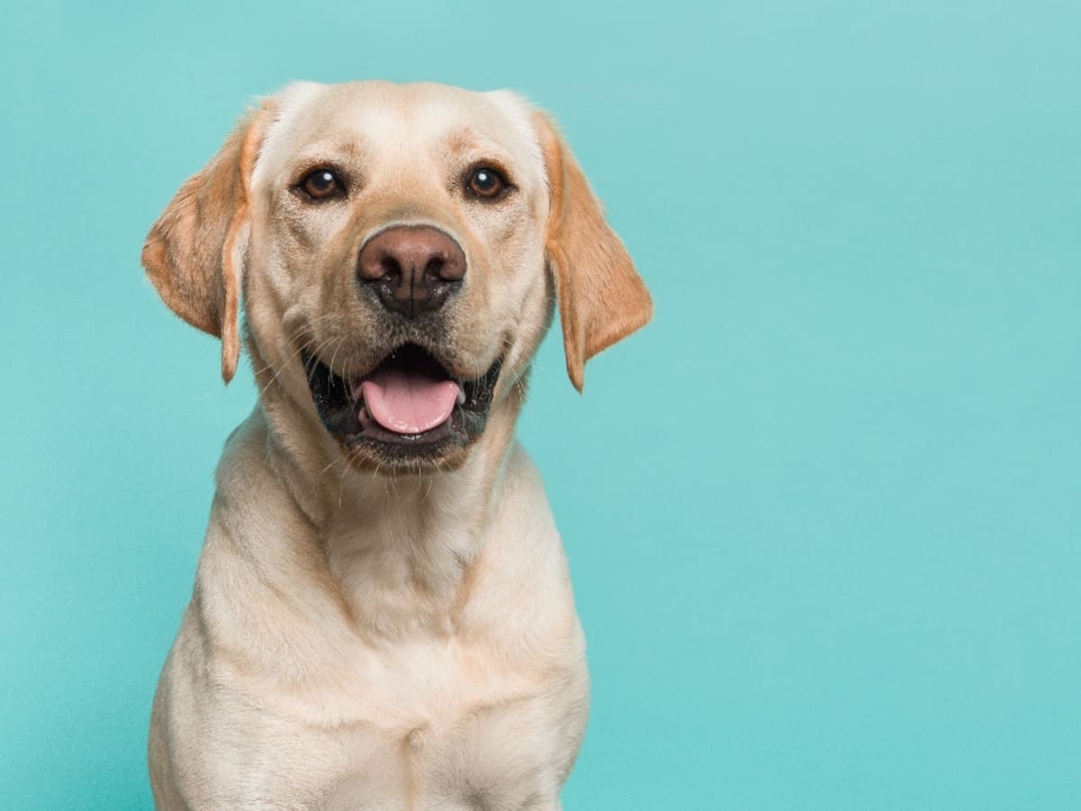 Can Dogs Eat Ham 20 Things You Should Never Feed Your Pet