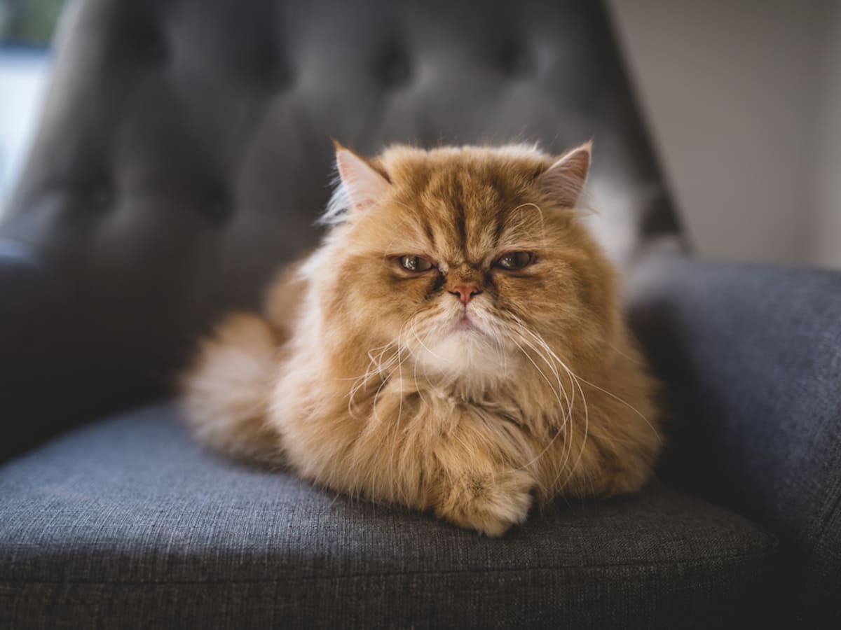 Big hotsell cat bread