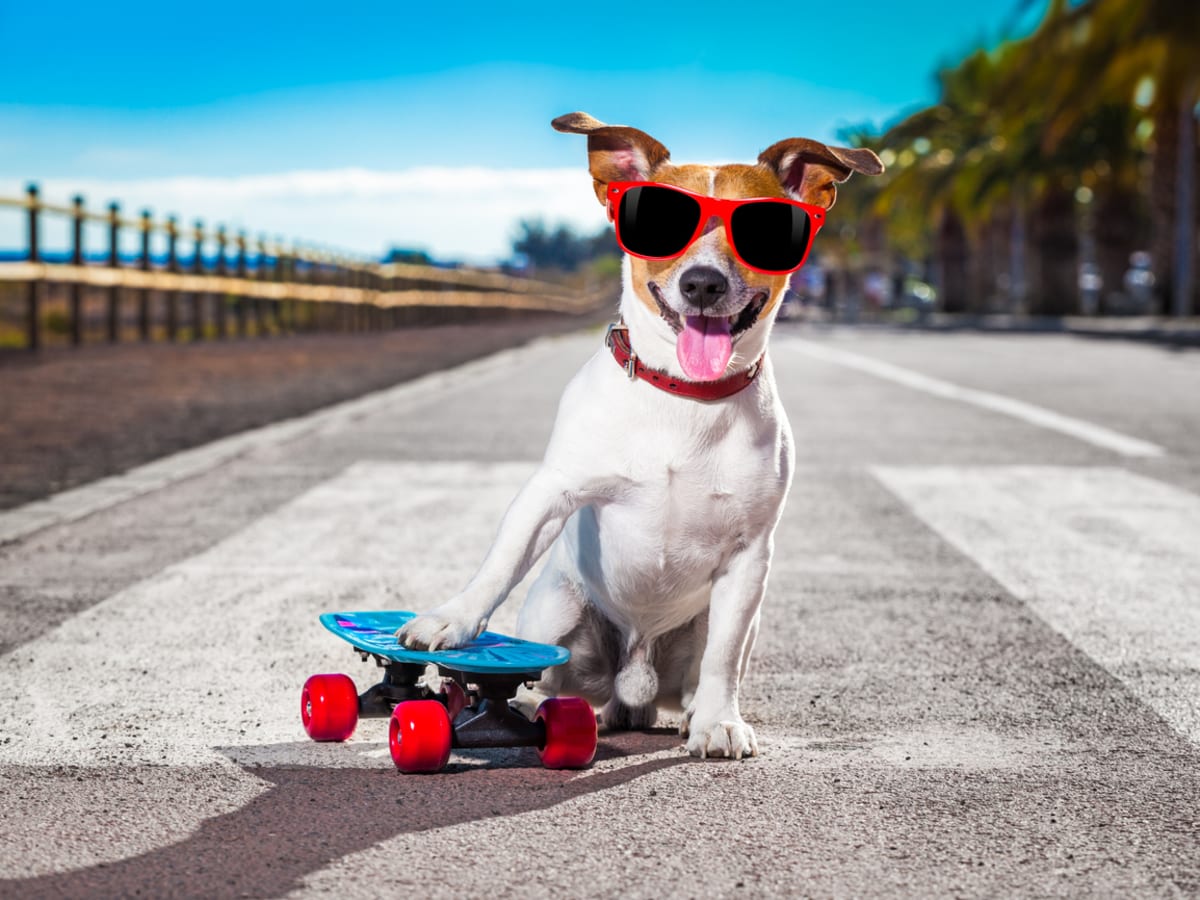 Cool dog names sales