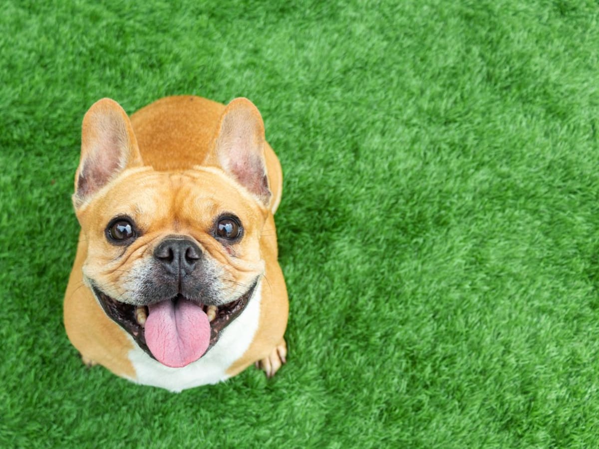 Small dog breeds new arrivals with big paws