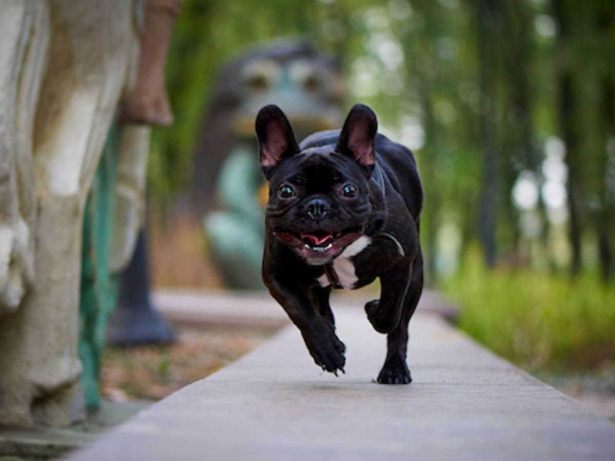 All black sales small dogs
