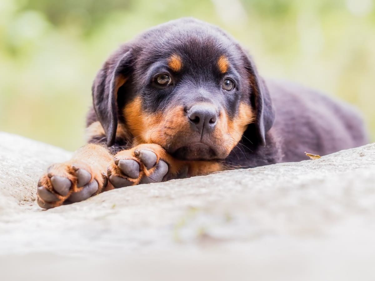 25 Best Guard Dogs with a Protective Instinct Parade Pets