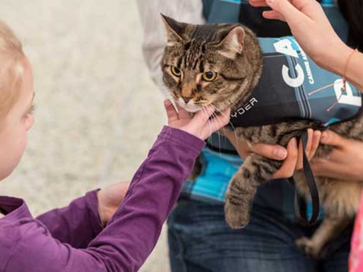 Therapy cats shop breeds