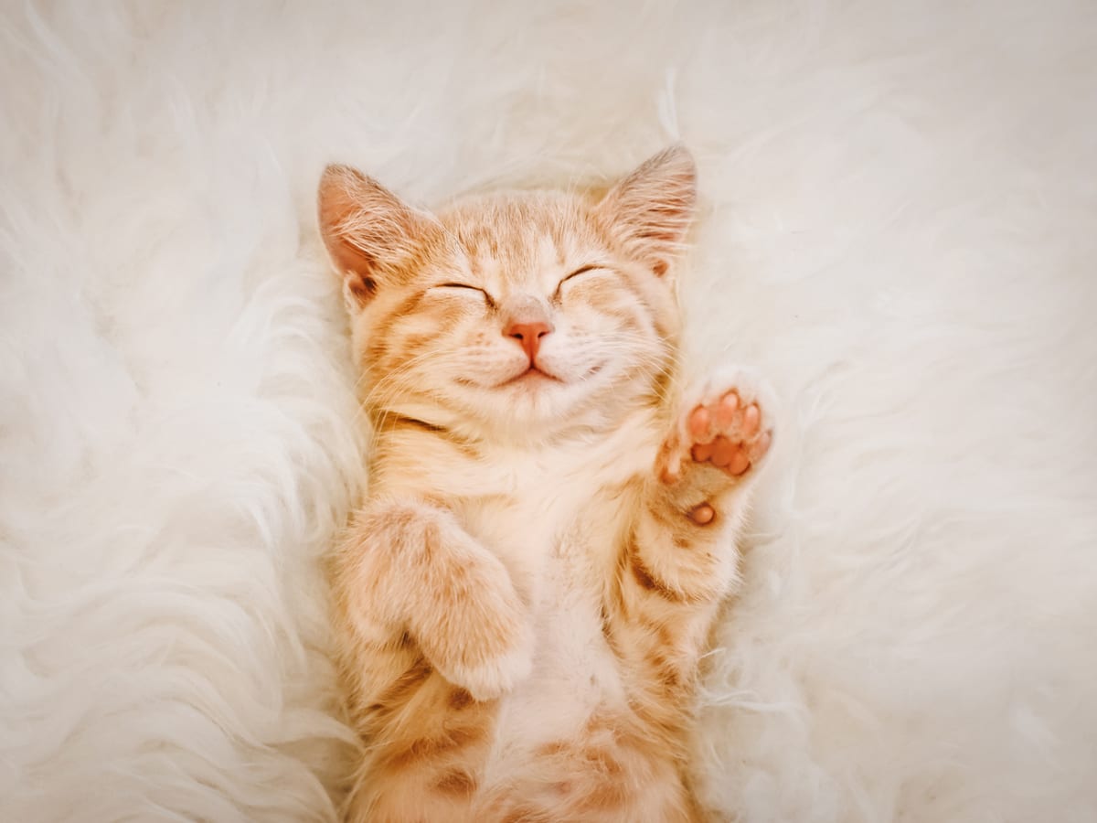 Cute discount mini cats