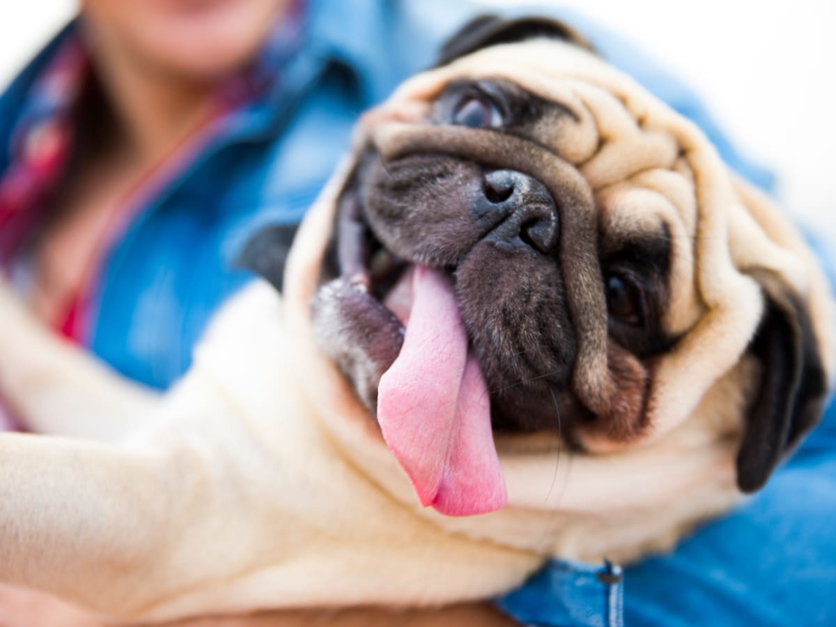 Easy maintenance small dogs sales