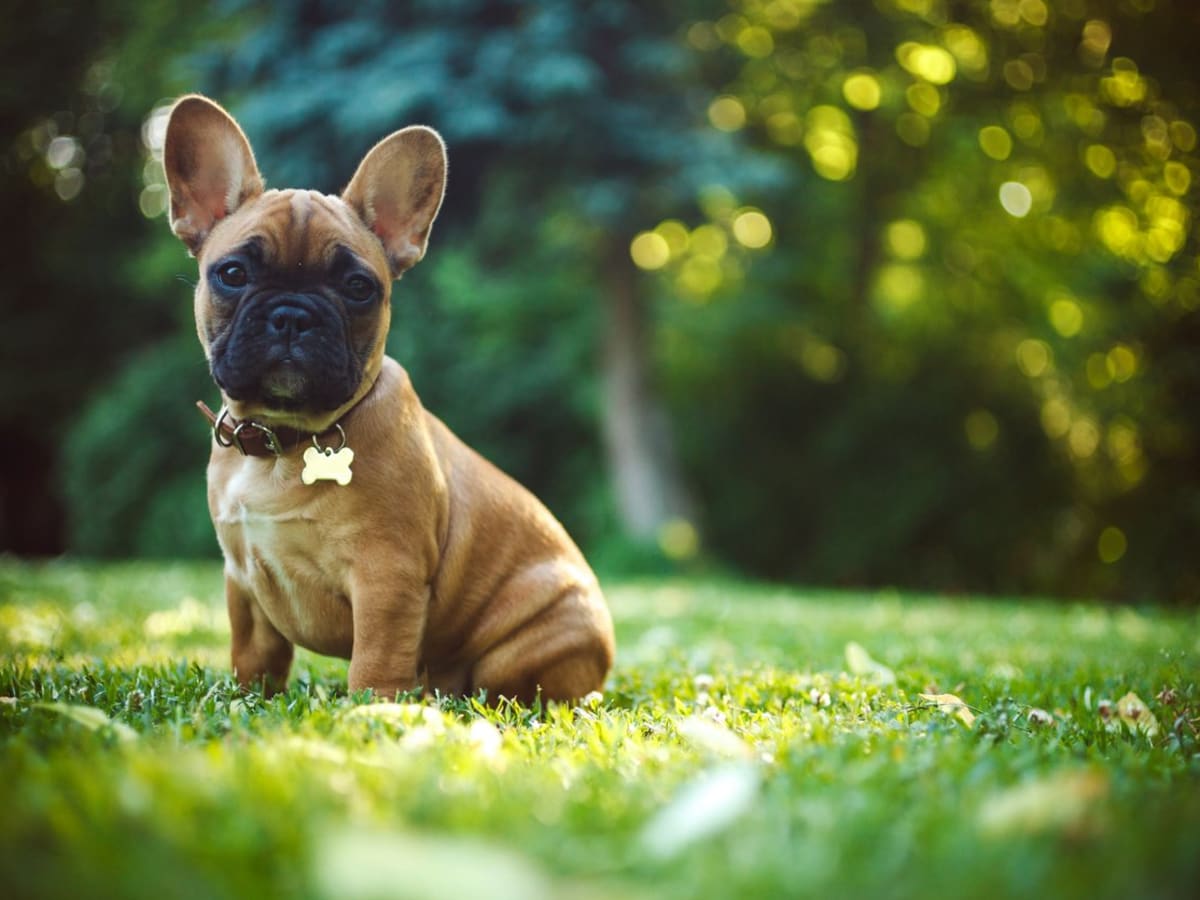 Male puppy names 2025 for small dogs