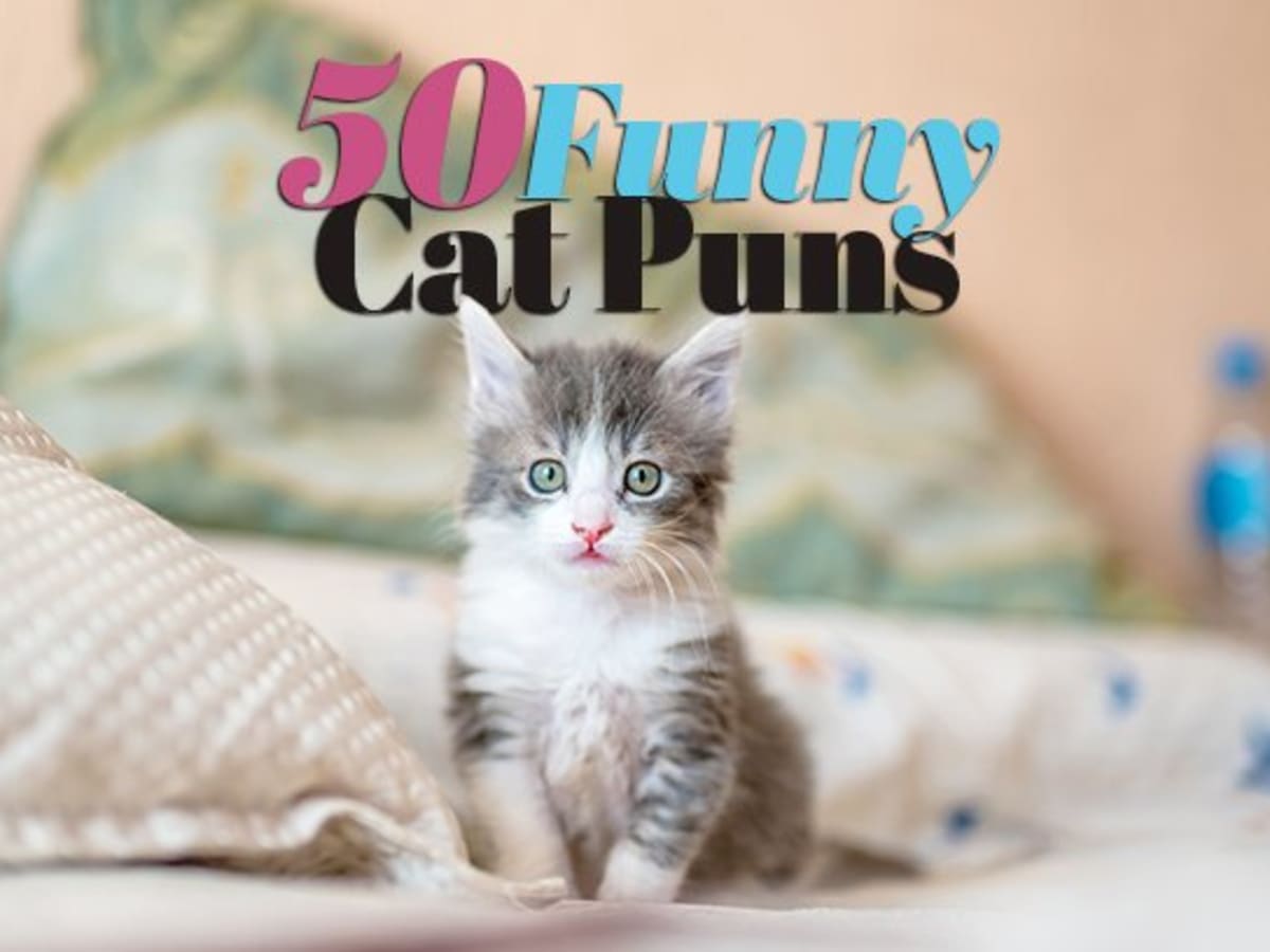 Funny kitty discount videos for kids