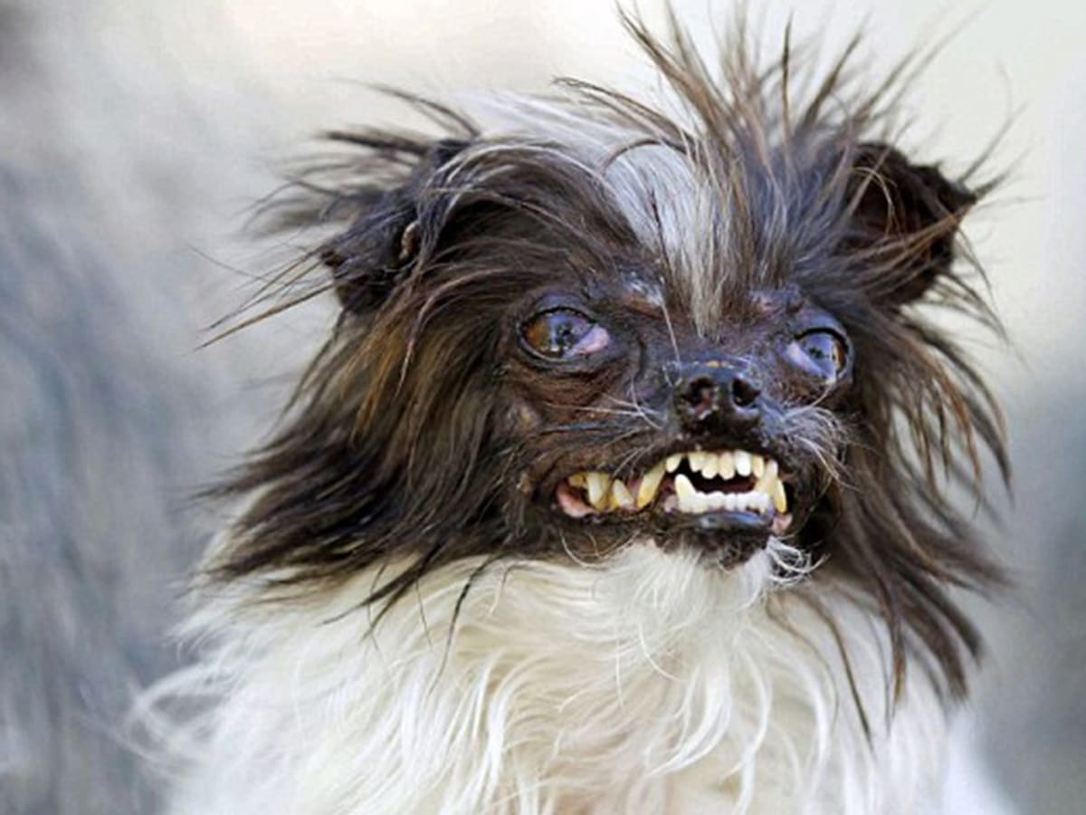 Ugly dog with overbite hot sale