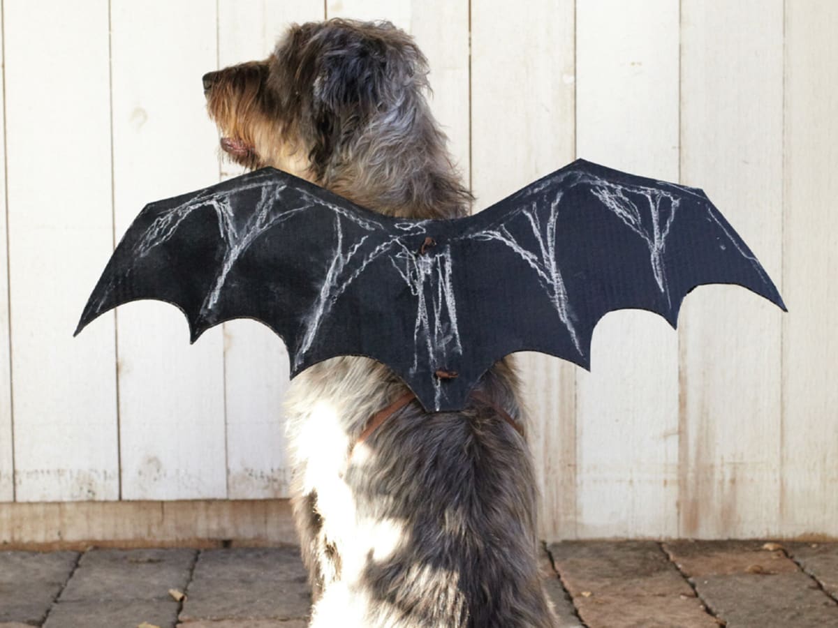 Dog wing shop costume
