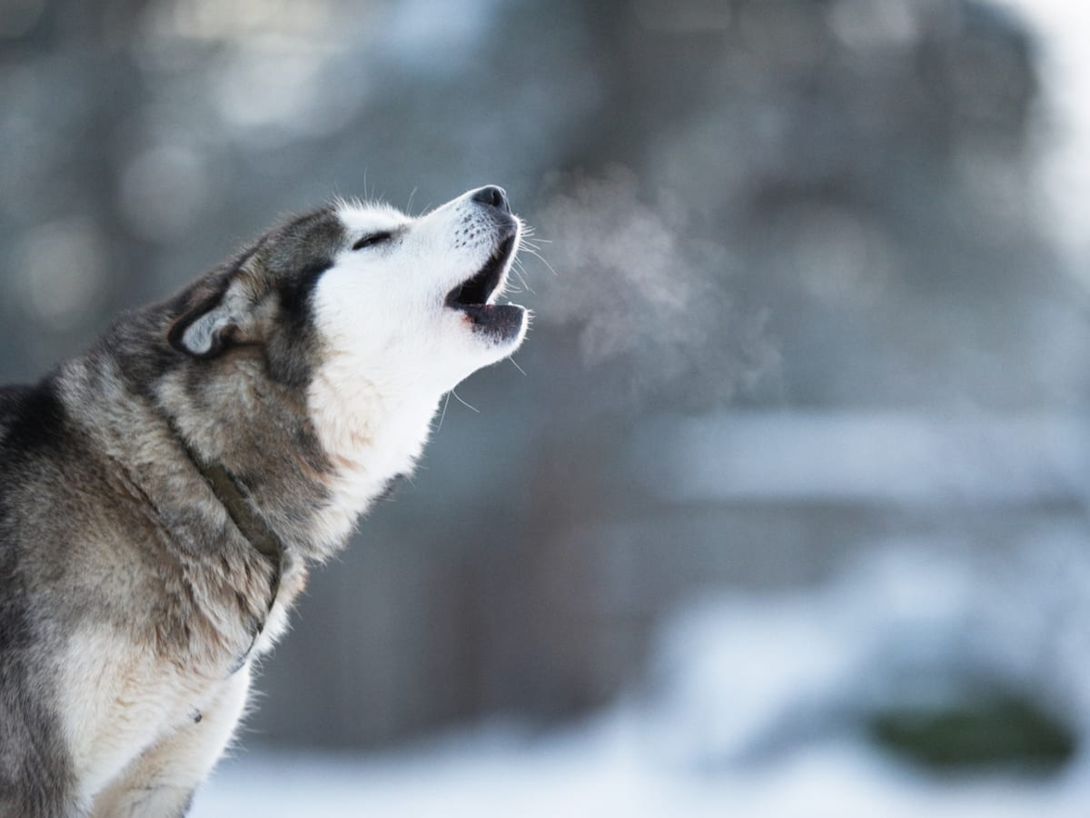 Dog breeds that deals howl like wolves