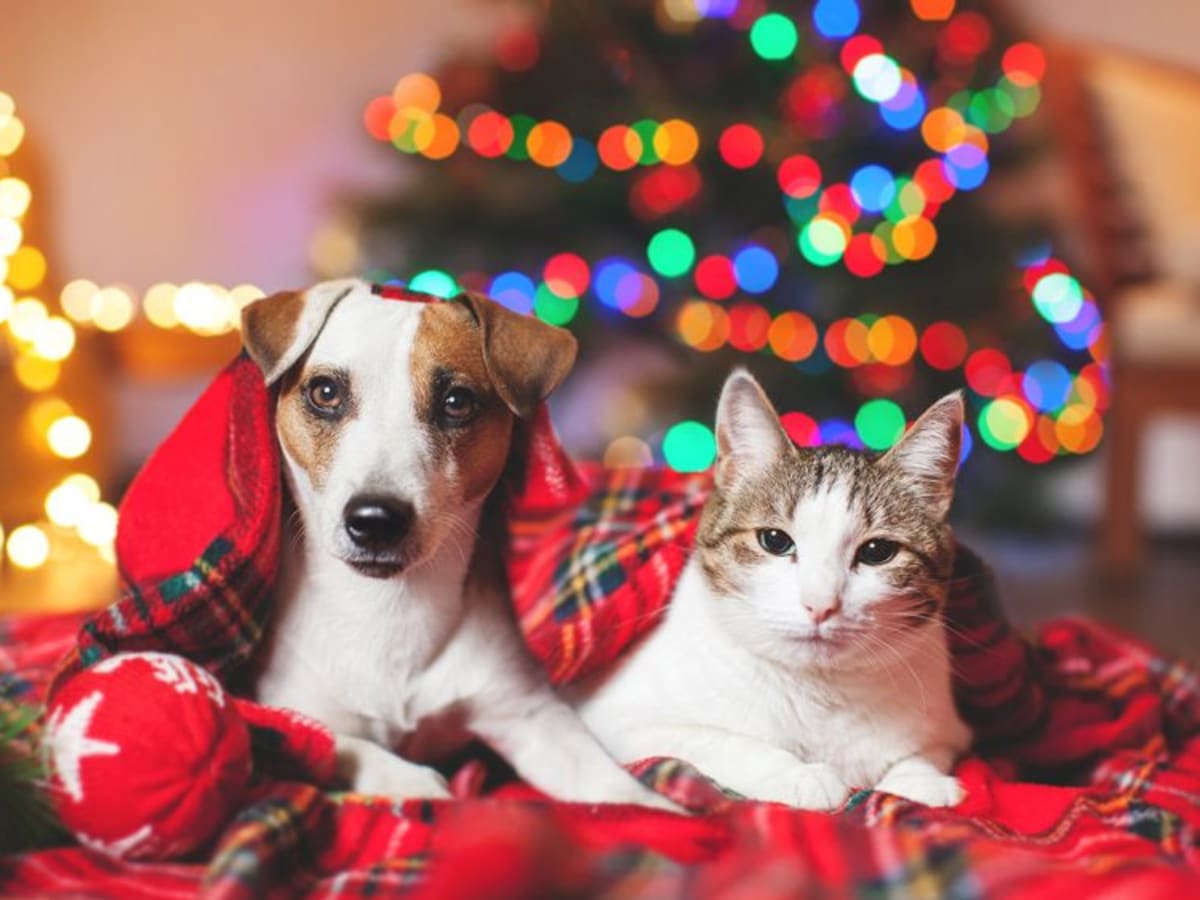 Christmas gifts for dogs hotsell 2018
