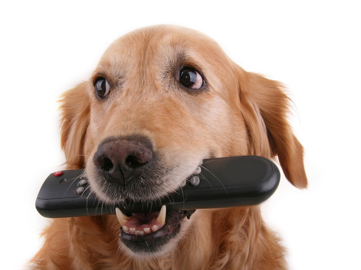 Dog chewing shop remote control