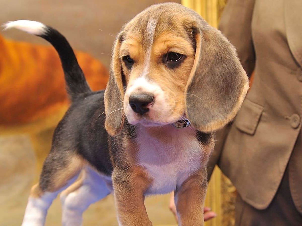Akc smartest dog breeds discount