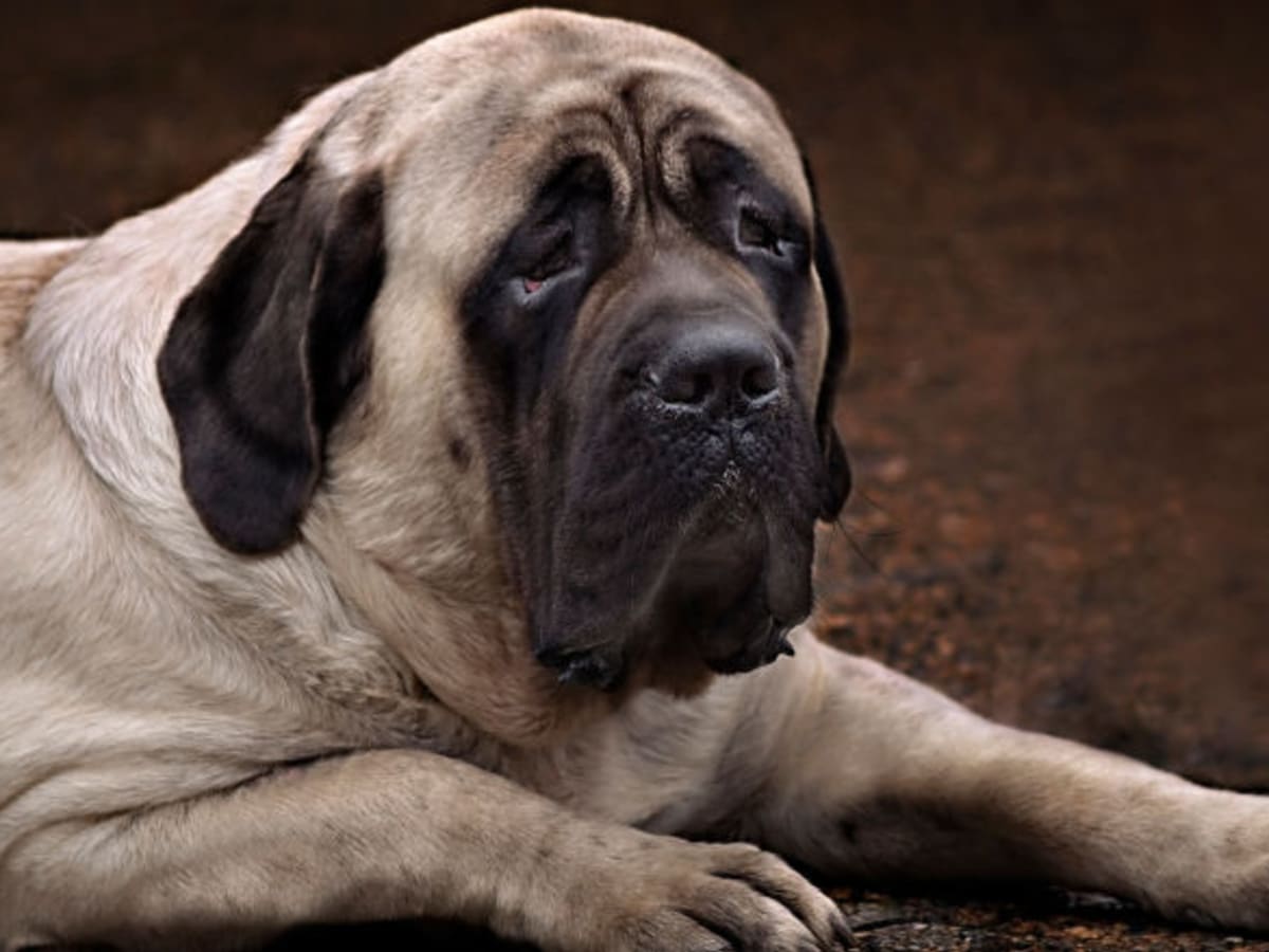 What Are the Fattest Dog Breeds Parade Pets
