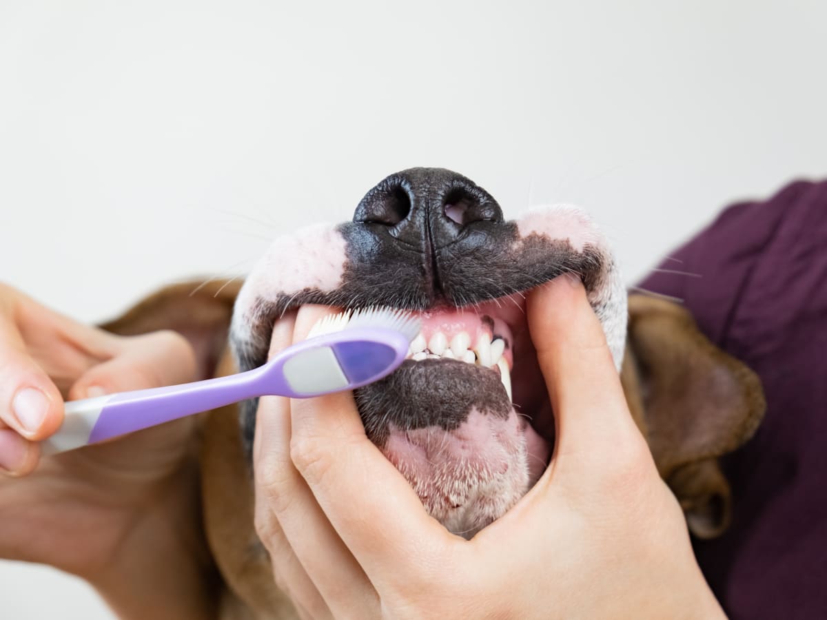 Brush dogs teeth diy clearance