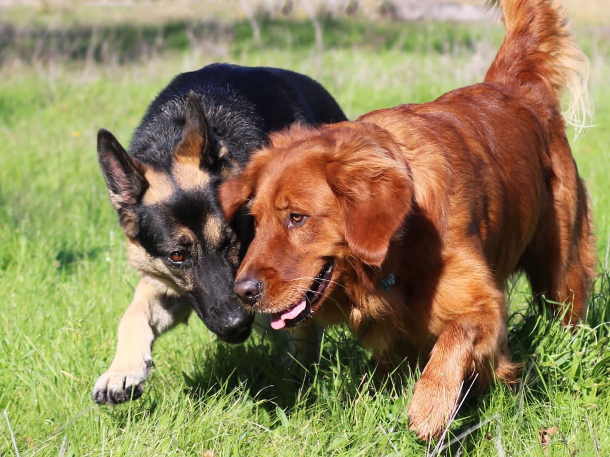 German shepherd deals funny video talking