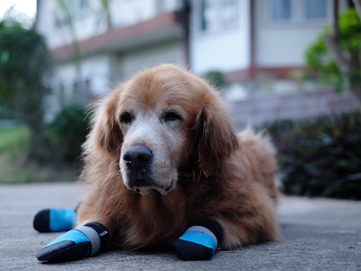 Golden Retriever s Funny Response to His New Shoes Is Priceless Parade Pets