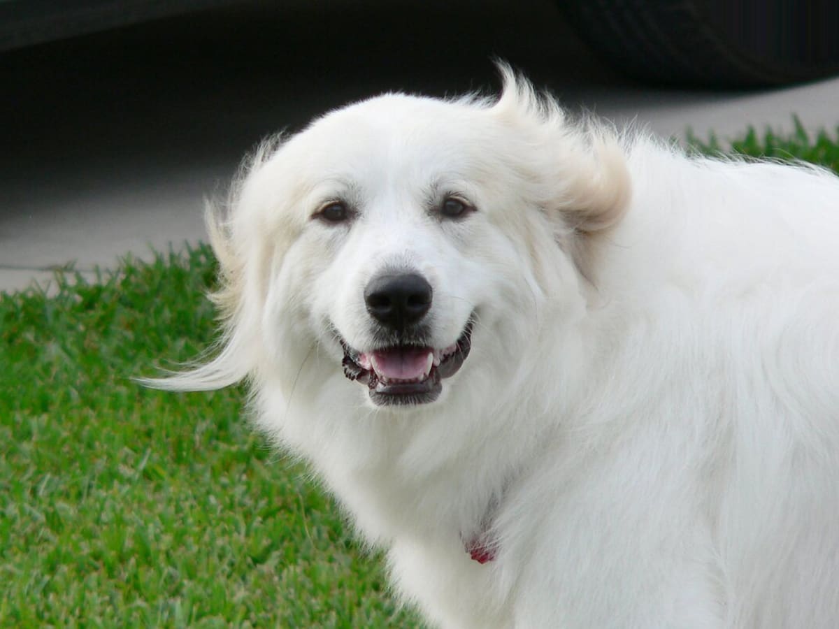 Great Pyrenees Gets a Coat Trim and Looks Like He Spontaneously Combusted Parade Pets