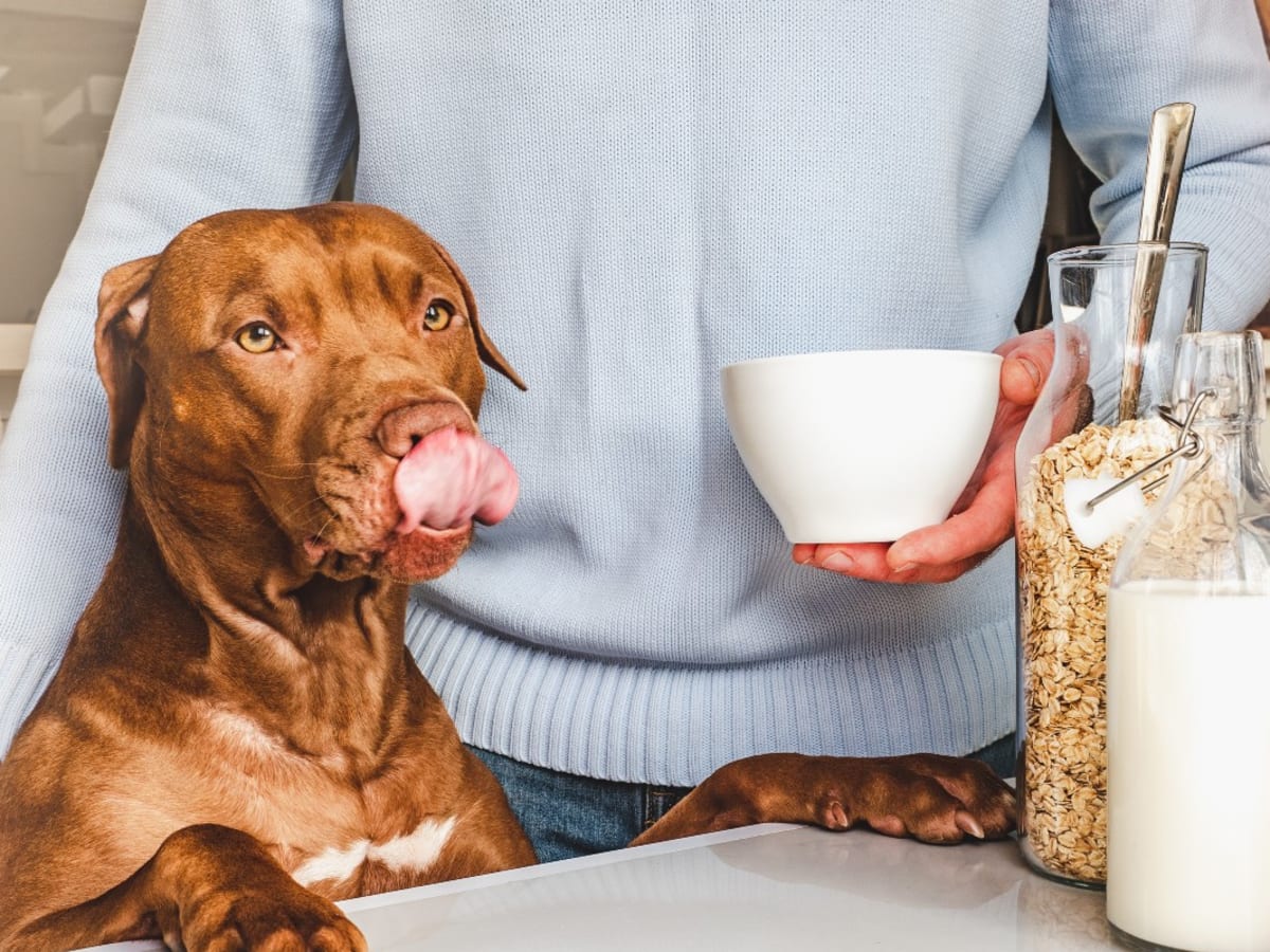 Pet milk for dogs outlet