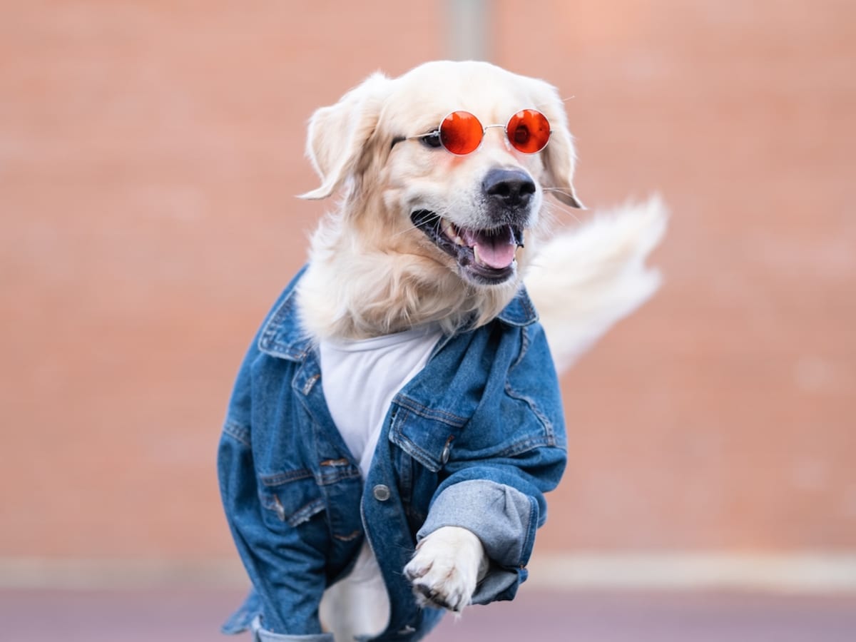 15 Dogs Who Love to Dress Up And Look Amazing Doing It Parade Pets