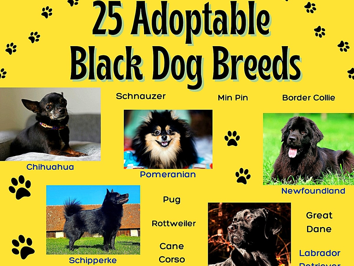 25 Popular Black Dog Breeds Big and Small Parade Pets