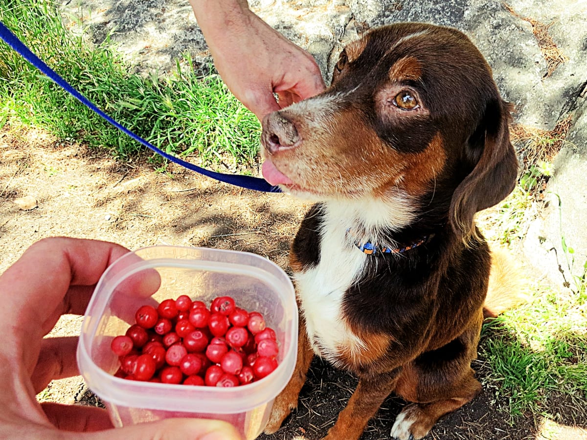 Can Dogs Eat Cranberries Parade Pets