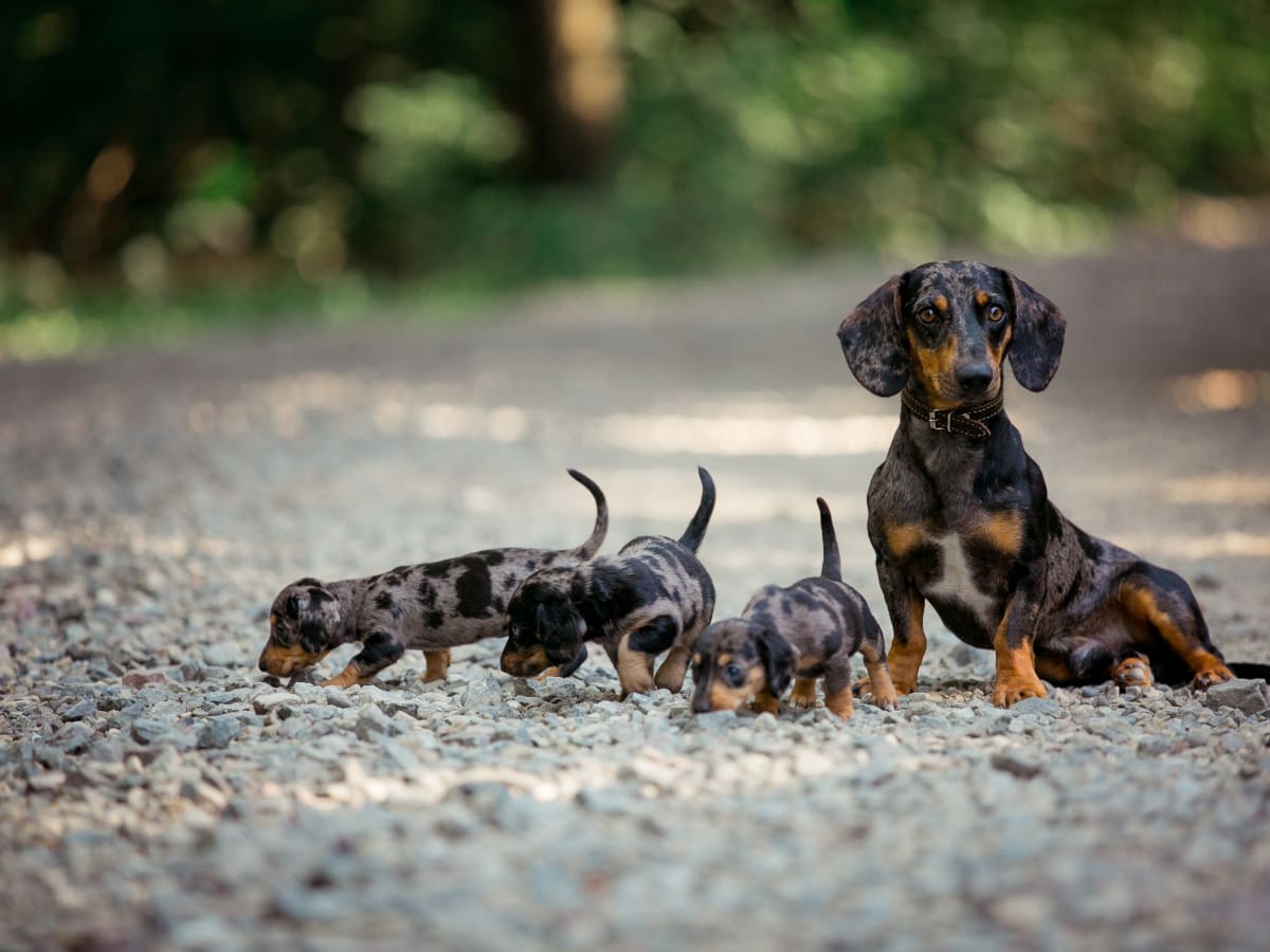 Dachshund Mom Caring for New Puppies Is a Moment of Pure Sweetness Parade Pets